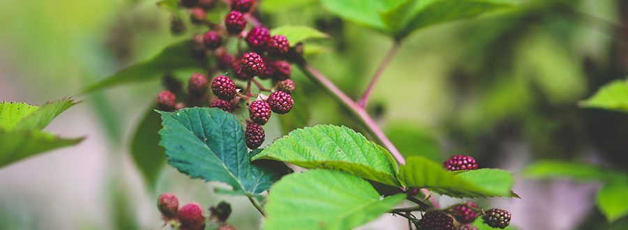 Berries Banner for June Newsletter