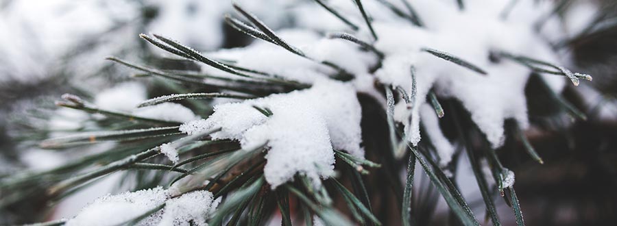 Tree Branch with Snow