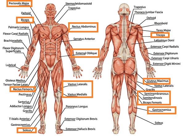 Interval Muscles
