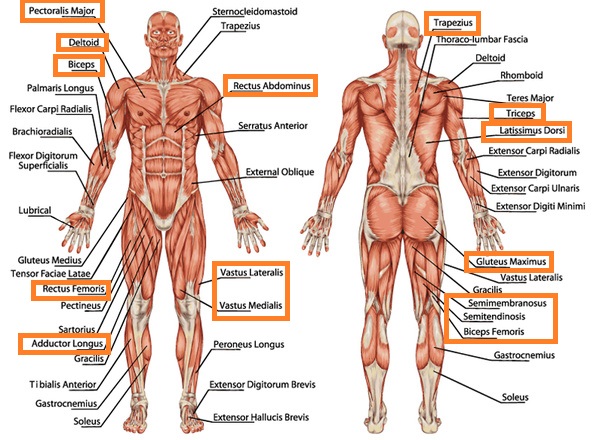 Interval muscles