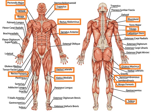 Interval muscles