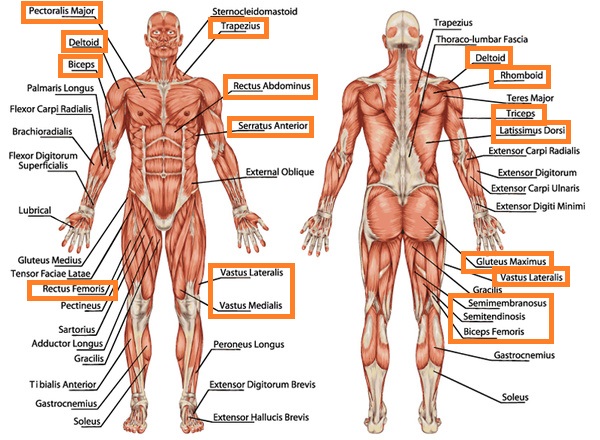 Interval muscles