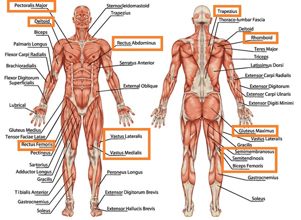 Interval muscles